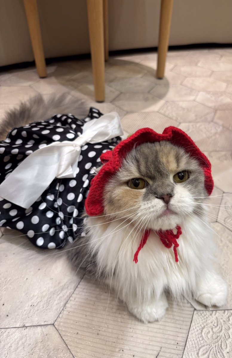 猫カフェMOCHA 宮崎橘通店 (@mocha_miyazaki) / Posts / X