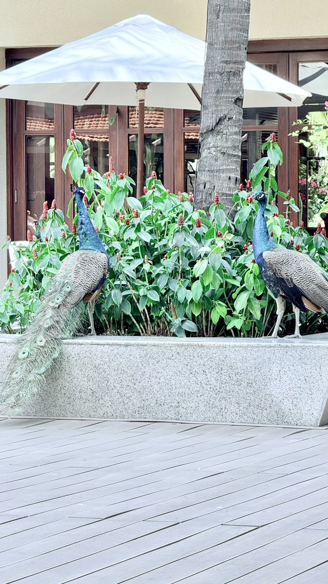 hafelg's tweet photo. Recharging our batteries 🔋 T+44
We enjoy #DaNang and are #Walking and #Cruising the city 😎
.
.
.
#ĐàNẵng #Furama #FuramaResort #Peacock #Relaxing #SoutheastAsia #Spring #Vacation #WorkLifeBalance
#SilverTopper #Latergram #FollowForFollow #FollowMe https://t.co/4GBq0N8HeC