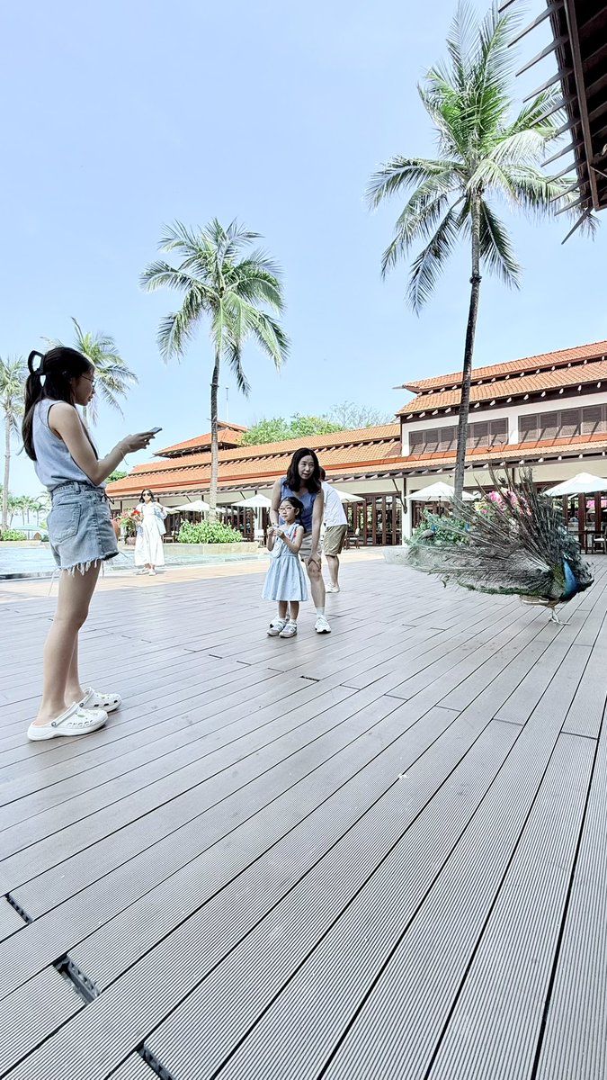 hafelg's tweet photo. Recharging our batteries 🔋 T+44
We enjoy #DaNang and are #Walking and #Cruising the city 😎
.
.
.
#ĐàNẵng #Furama #FuramaResort #Peacock #Relaxing #SoutheastAsia #Spring #Vacation #WorkLifeBalance
#SilverTopper #Latergram #FollowForFollow #FollowMe https://t.co/4GBq0N8HeC