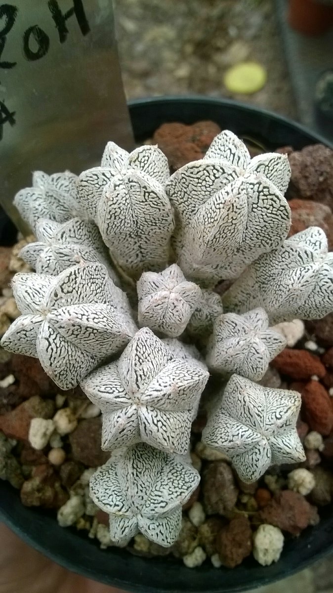 Astrophytum myriostigma cv. onzuka 🤠🌵🌵🌵#Cactaceas #succulents #cactus #cactusysuculentas