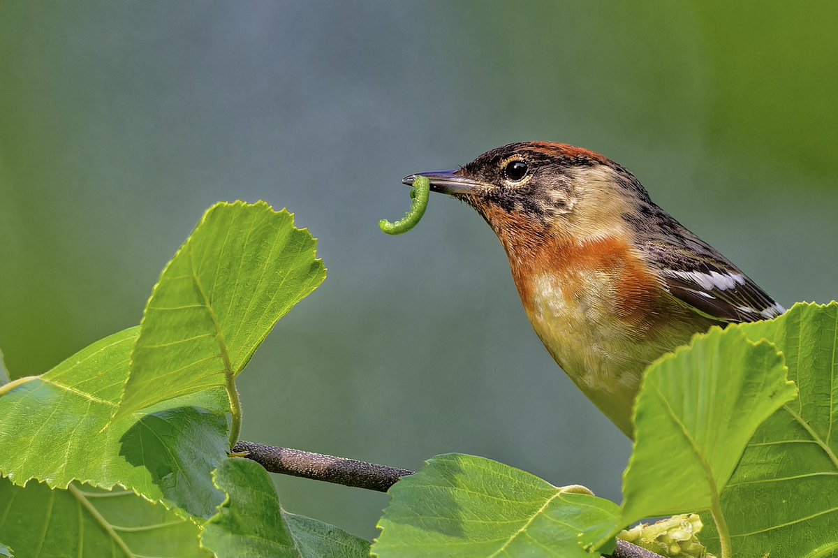 Bay-breasted Warbler (Setophaga castanea) in the River Birch trees on the south shore of the pool this evening  (16may25) in Central Park — their chestnut plumage intensifies after feeding on spruce budworms during outbreaks.#birdcpp #nikonphotography #birdnerd