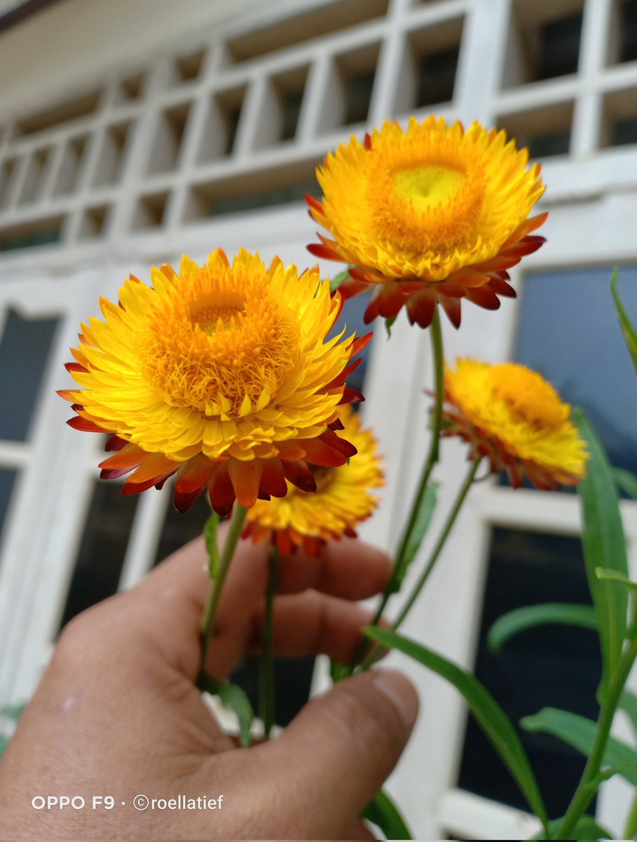 Menanam Bunga Strawflower di Dataran Rendah 15 mdpl, sebuah utas.

Saya pernah beberapa kali tanam bunga ini dari seed/benih. Ada 2 jenis: Strawflower Tom Thumb (foto 1 &amp; 2), dan Strawflower Tall Double (foto 3 &amp; 4)