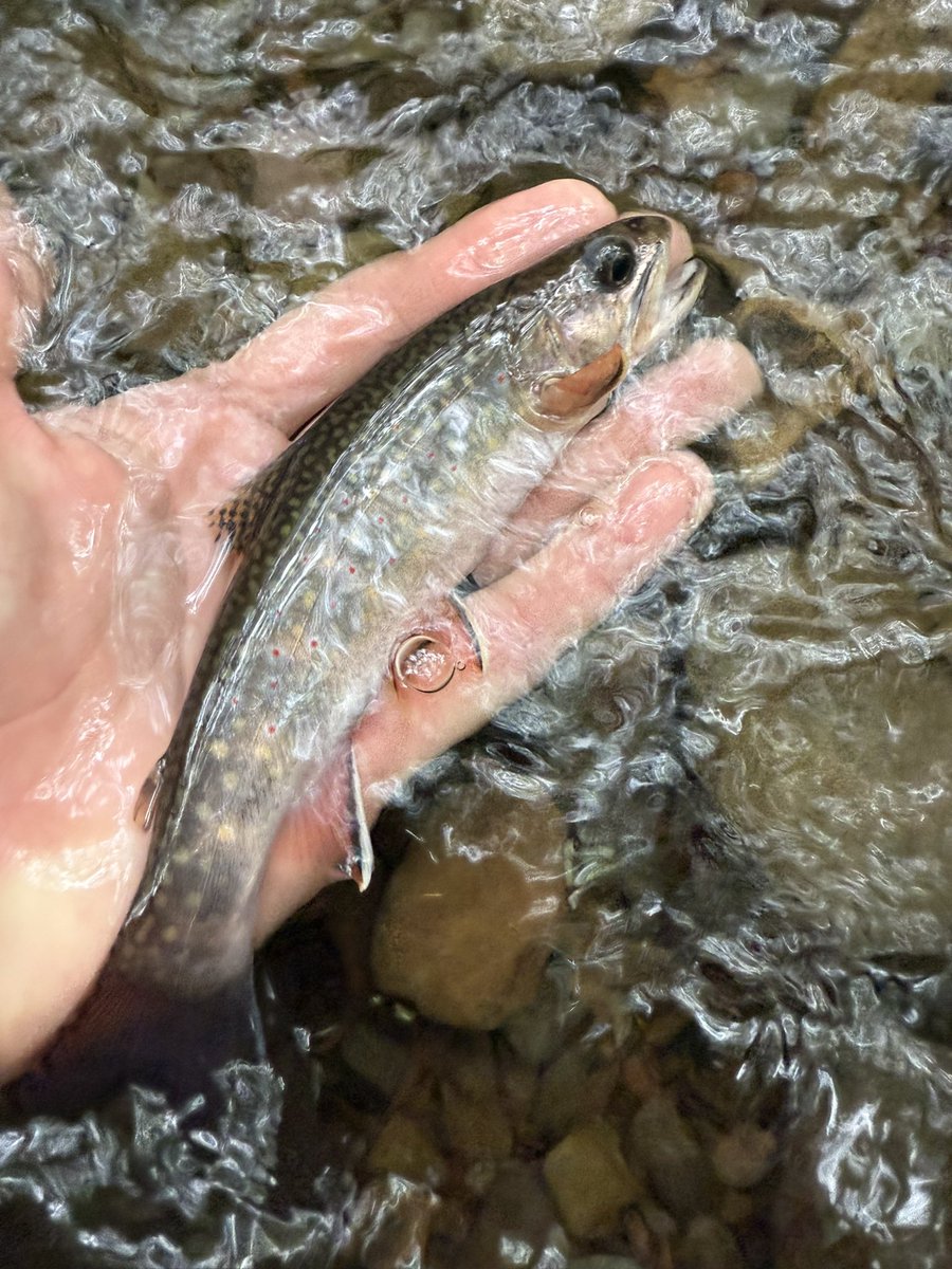 woolybugged's tweet photo. Heat haze.

#pennsylvanianative #patrout #nativetrout #paflyfish #wildtrout #brooktrout #pabrooktrout #browntrout #greatoutdoors #springtime #pa #pafishing #getoutside #greatoutdoors #wanderlust #woolybugged https://t.co/NrBNQea7Fb