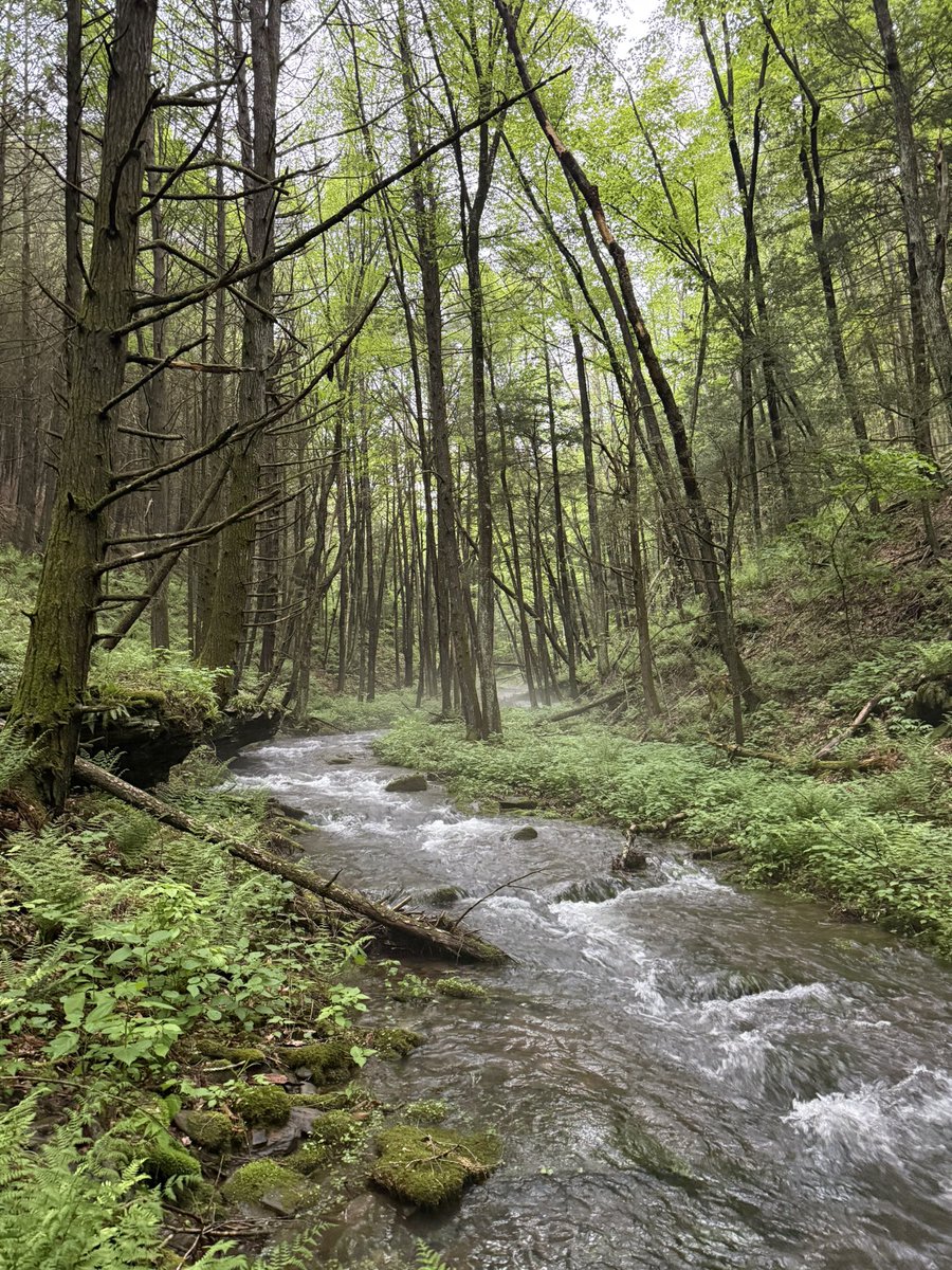 woolybugged's tweet photo. Heat haze.

#pennsylvanianative #patrout #nativetrout #paflyfish #wildtrout #brooktrout #pabrooktrout #browntrout #greatoutdoors #springtime #pa #pafishing #getoutside #greatoutdoors #wanderlust #woolybugged https://t.co/NrBNQea7Fb