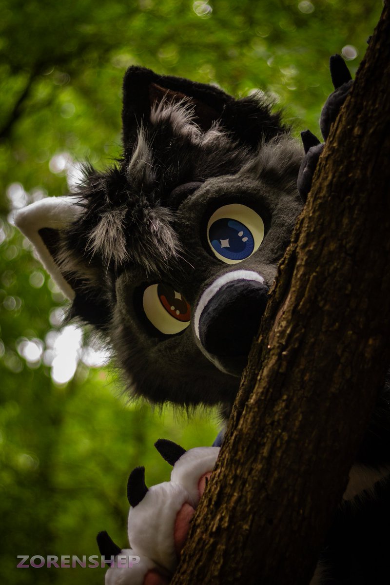 AxiTheWusky's tweet photo. He be peekin'
📷 @zorenshep  #FursuitFriday #fursuit https://t.co/NfKlZdqjHs