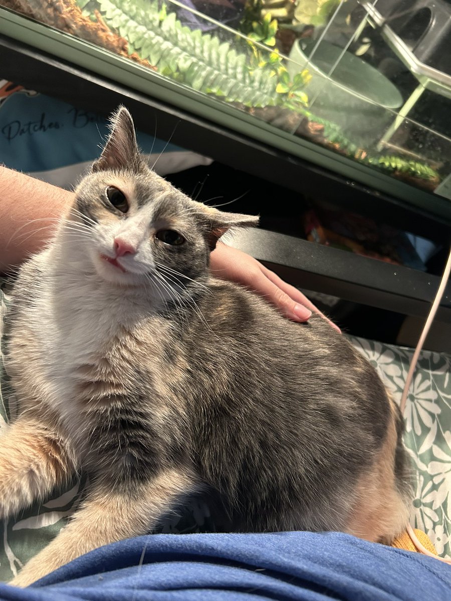 oreoeocat's tweet photo. @billyb0ing I can spare a monk right now https://t.co/2q2O33vz3i