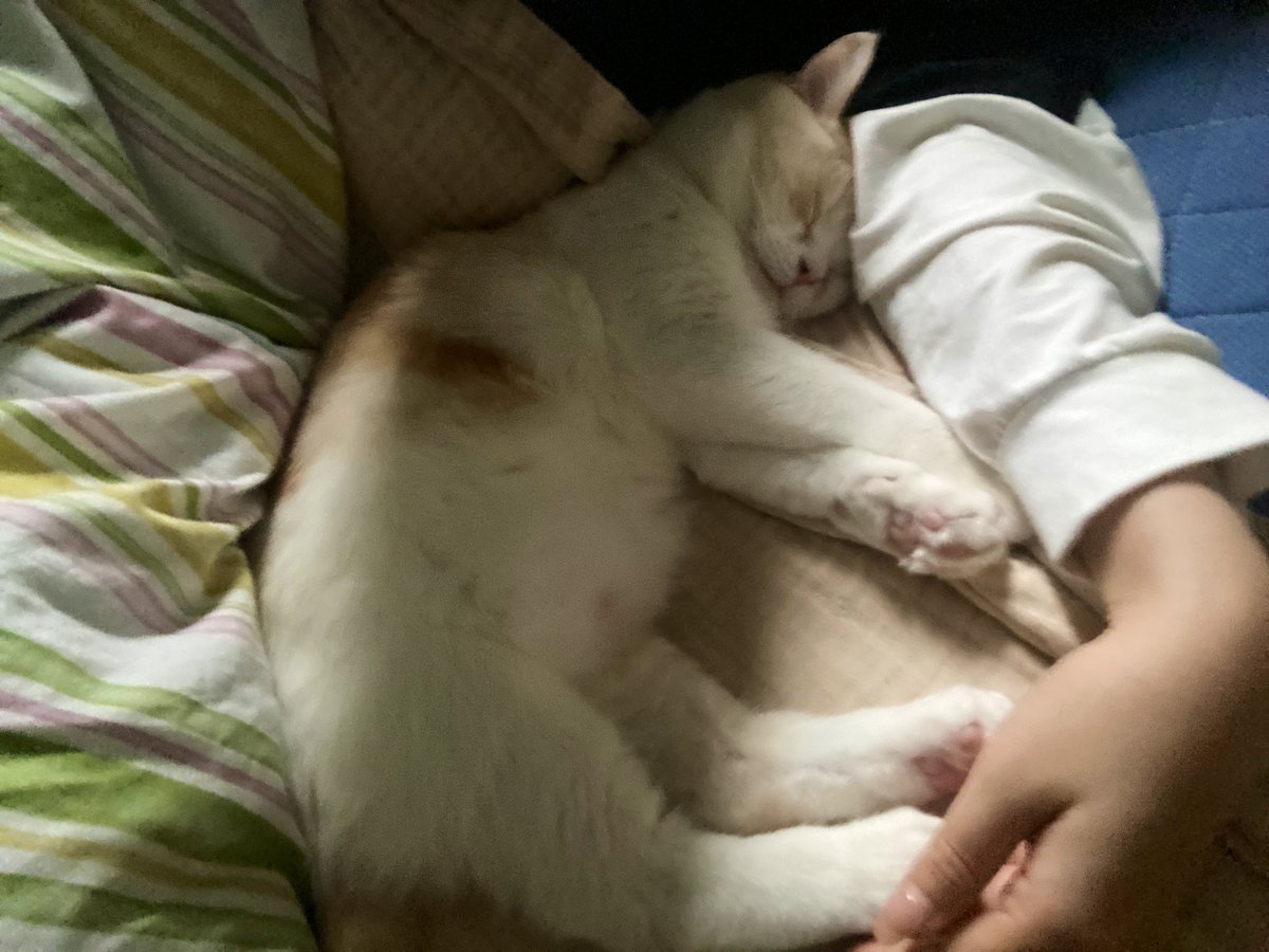 ten_cat_boy's tweet photo. 一緒に寝てるときいまだに赤ちゃんみたいで、なかなか起こせない🥰
#猫のいる暮らし https://t.co/LDTNlOjhKc