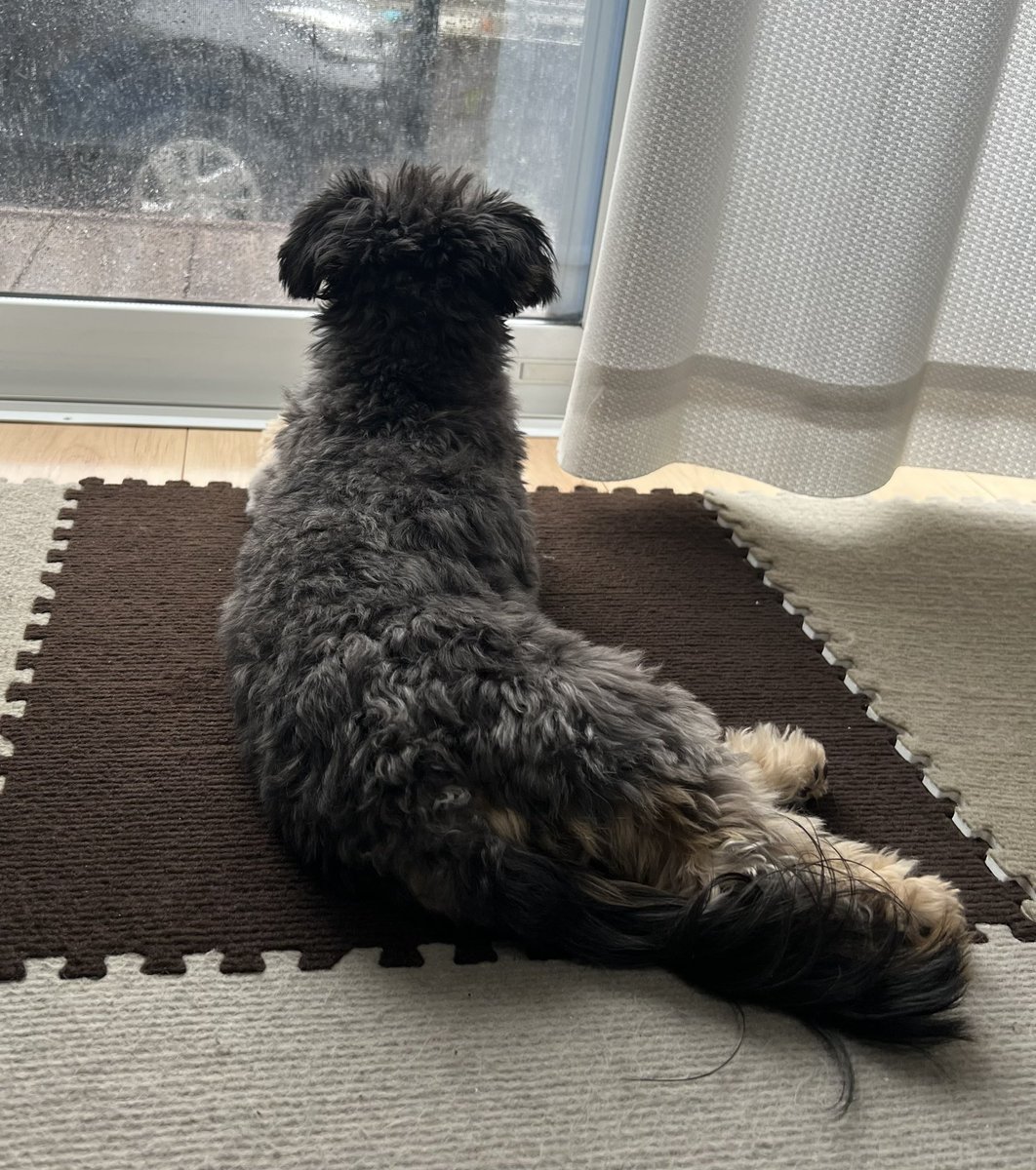 雨すごいねー☔️

#チワプー #ミックス犬 #犬のいる暮らし #犬好きさんとつながりたい #犬がいる幸せ