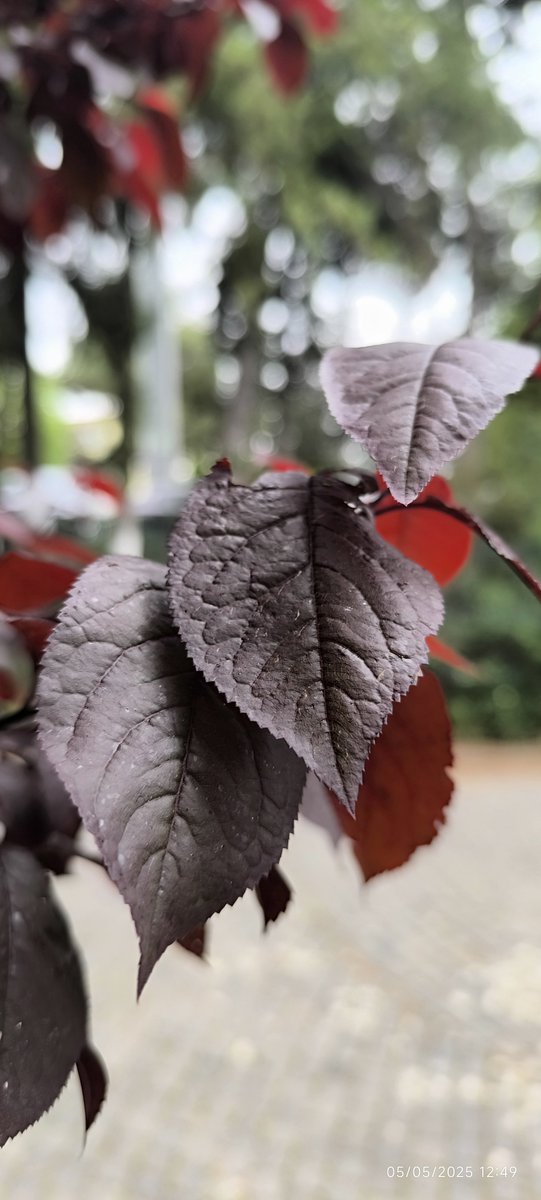 hasankorsen's tweet image. 📌#RedmiNote13 ProPlus5g 
#Turkey in #Gaziantep AI/📸 
#XiaomiMasterExperience