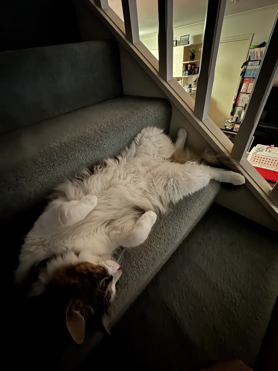 I’ve been more sick than I think I’ve ever been in my life this week. My stomach is in shambles. Hopefully feeling up to a chill stream tonight to ease back into things while I rehydrate. Oh, and here’s some photos of my brother’s cat Banjo who I’ve been housing this week 🙂