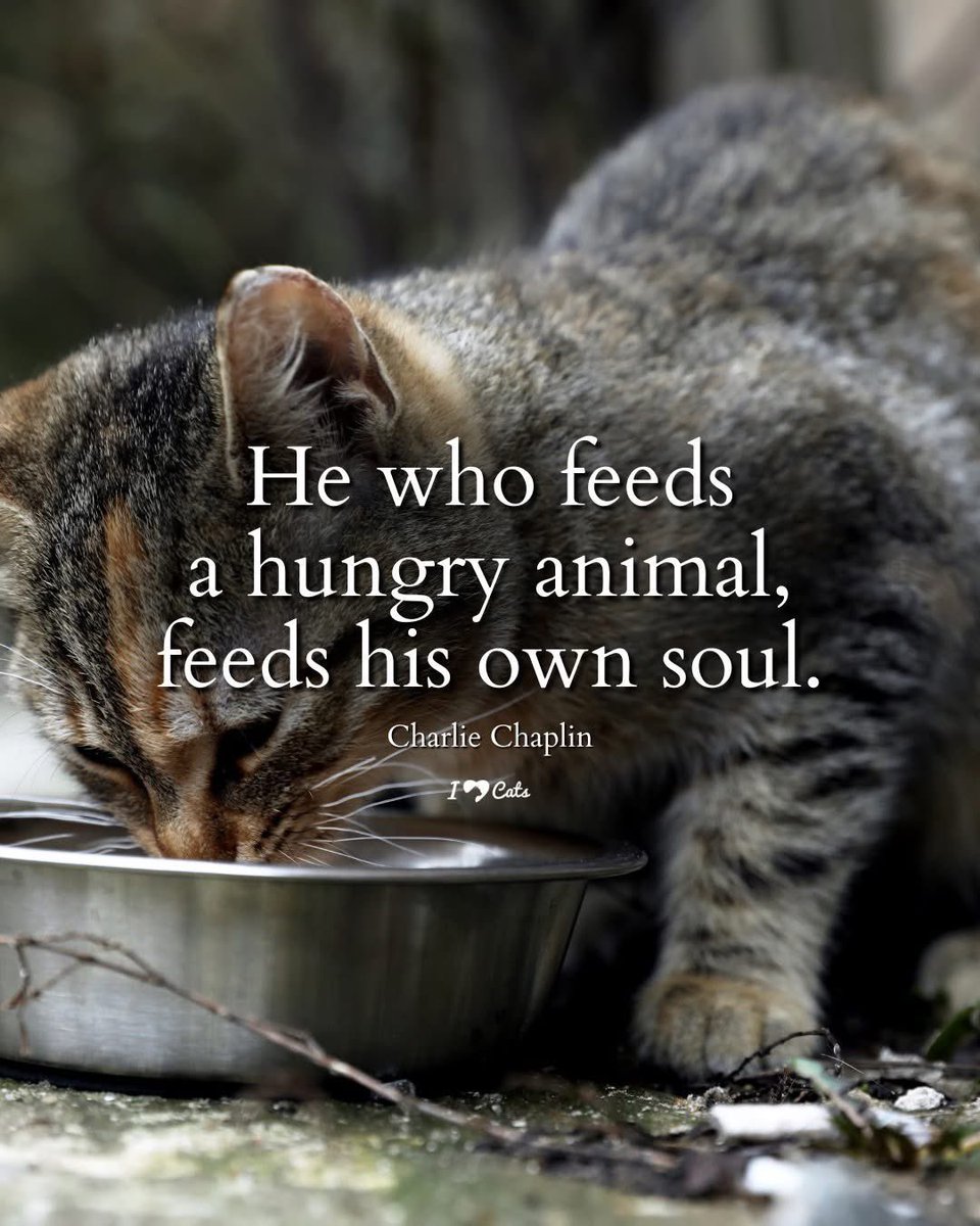 Good morning friends ☕️🙋🏼‍♀️ Have a great weekend. Kindness matters ❤️#HappyCaturday #HappySaturday