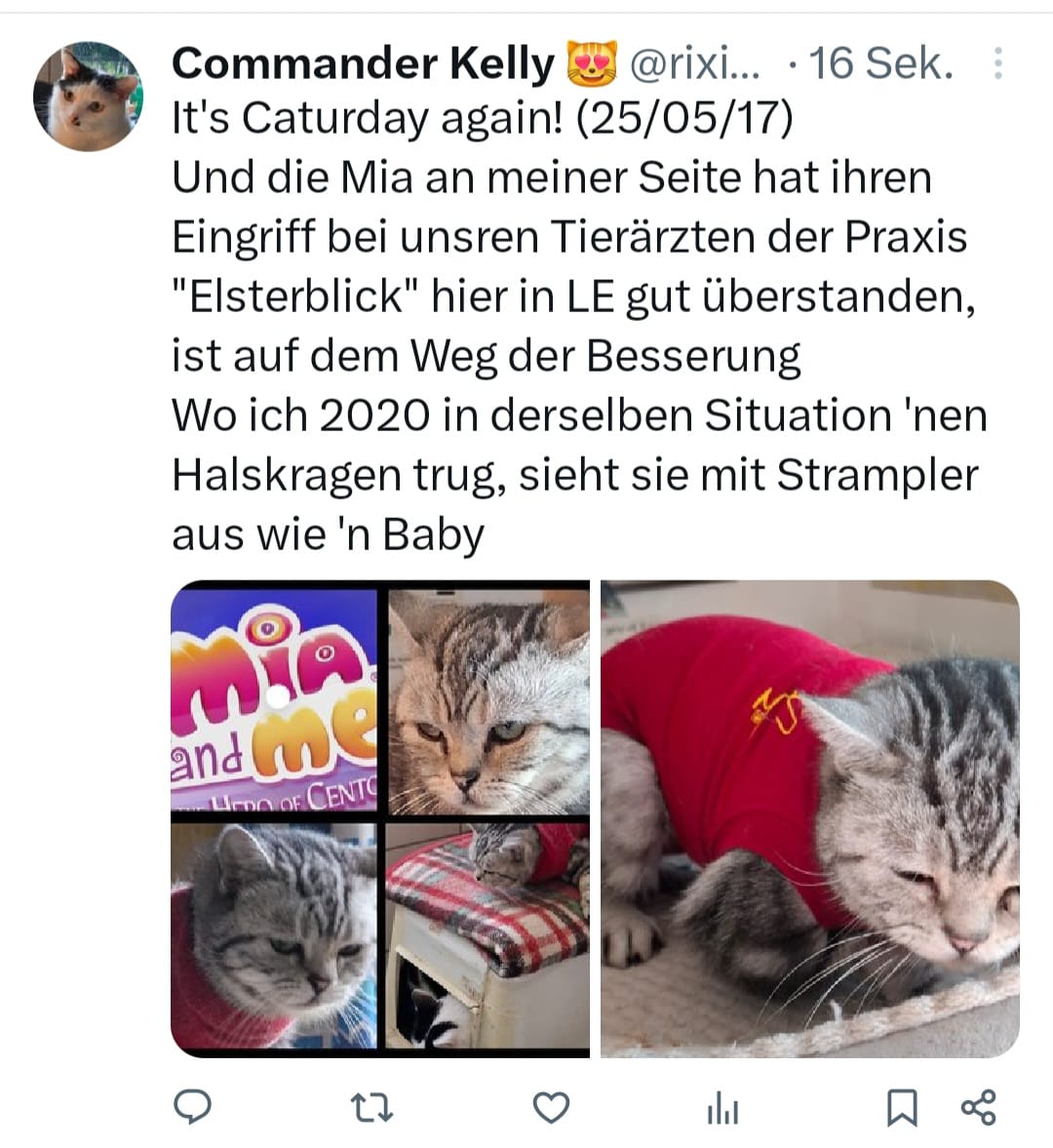 RRixinger's tweet photo. Meine alteingesessene Katze Cmdr. Kelly twitterte soeben heute zum Caturday die Wochenübersicht!
Sie hat ja hier bei X schließlich ihren eigenen Account- unser kleiner Nachkömmling, die frisch operierte  BKH-Mia, dagegen noch nicht. 😻😻 https://t.co/F8VuAovAp5
