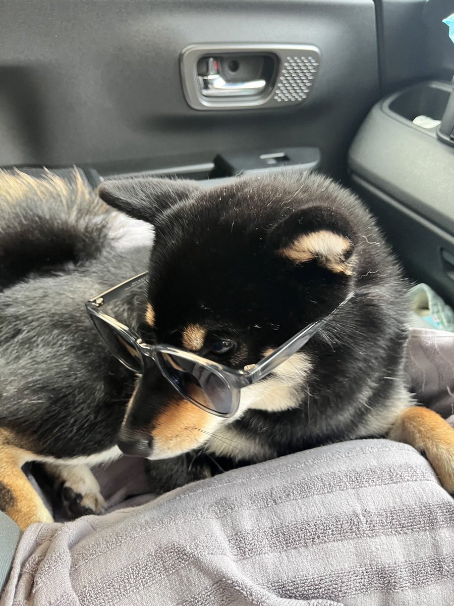 ドライブする？🐶