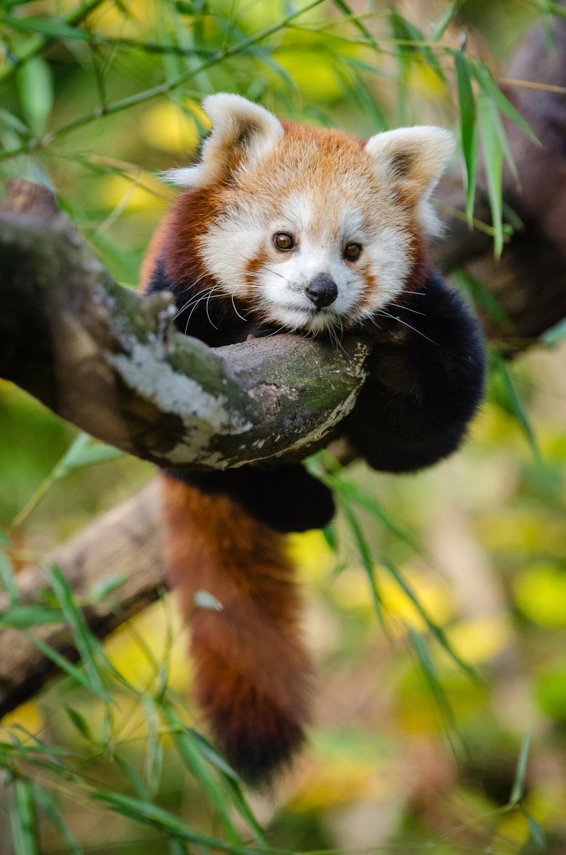 marie_nassar's tweet image. Good morning X-Friends…Happy Saturday 🌼🍃☕️🌳☀️🧡🤎💛
#SaturdayMorning 🌼 #CoffeeTime ☕️ #AnimalLovers 💛 #WeekendVibes ☀️ #StayPositive 💐 #PeaceAndLove 🕊️