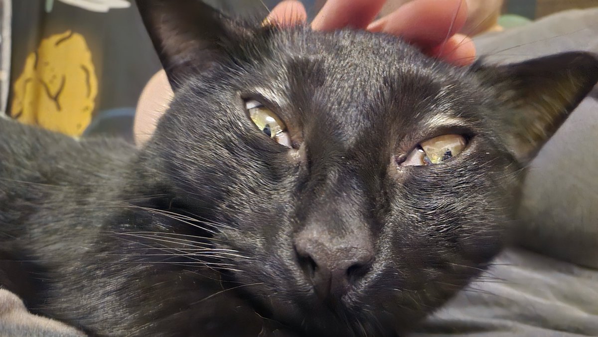 🐱🐈(➕🐈‍⬛) tweet media