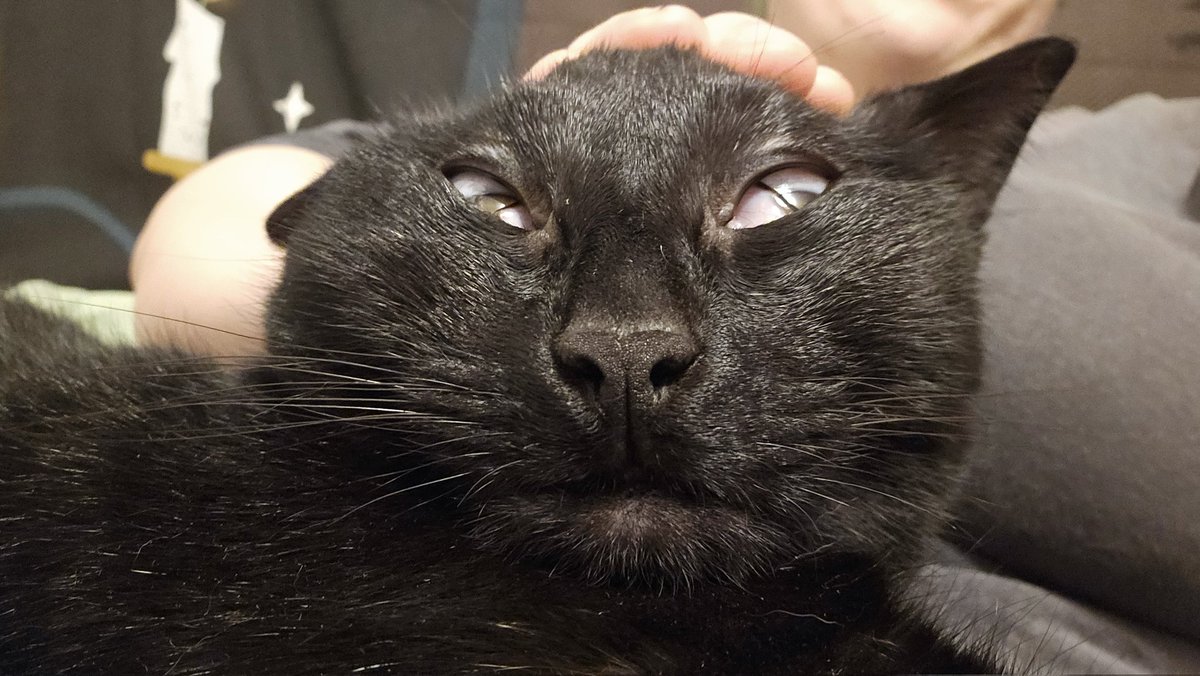 🐱🐈(➕🐈‍⬛) tweet media