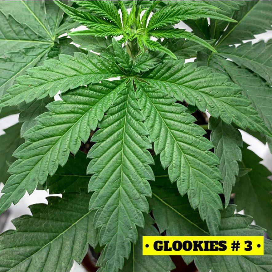 skunkcityseeds's tweet photo. Glookies (Gorilla Glue x The Original Thin Mint Cookies) #barneys #glookies #healthygreen https://t.co/DJmpya9xiF