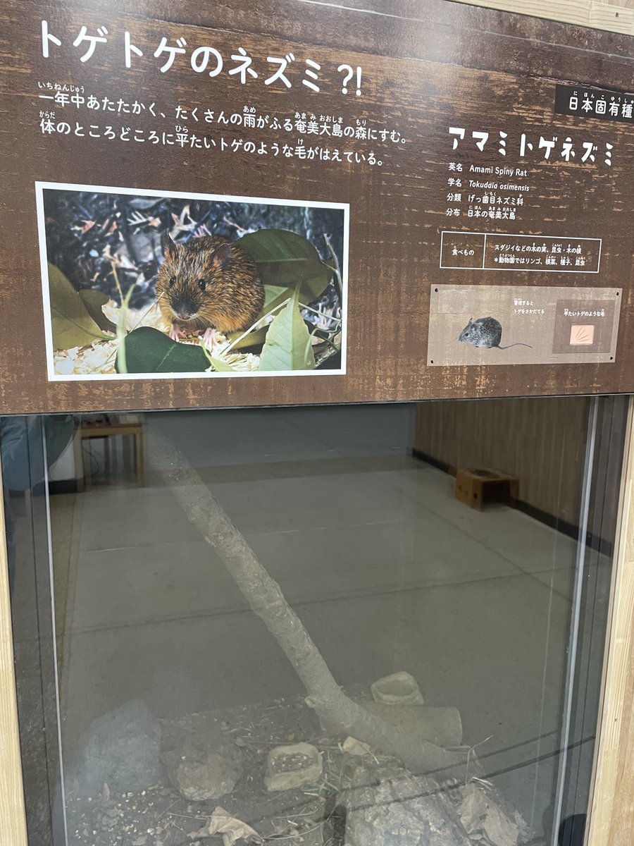MusashinoShizen's tweet photo. 今日は井の頭文化園の創立記念日で、無料で動物園に入場できます。春から特別展示されているアマミトゲネズミは、背中にトゲがあり、60cmもジャンプするとか！いま絶滅の危機にあり、他の動物園と協力して保護繁殖が行われています。雨の土曜日☔ですが、展示場所は建物内なのでゆっくり観覧できます。 https://t.co/uZ8h6ysa7J