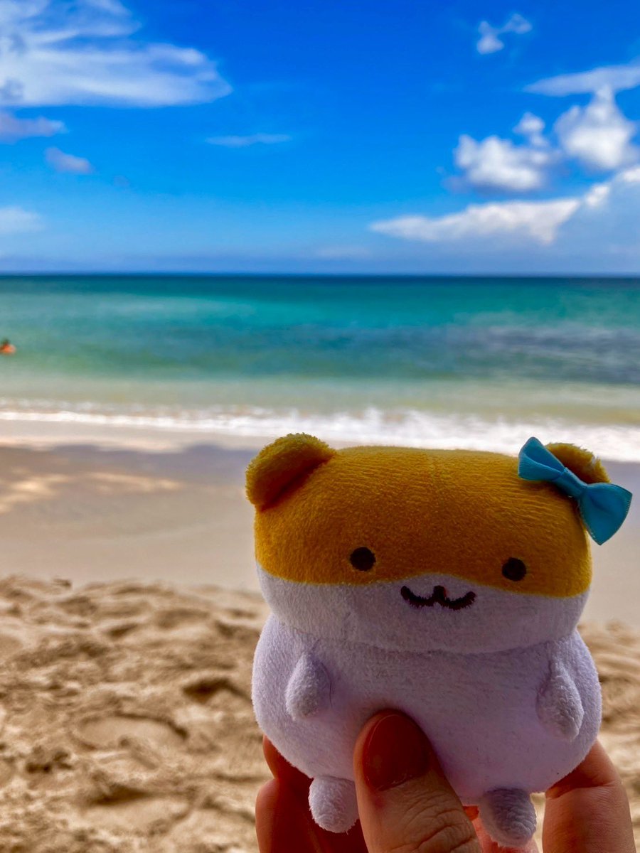 mofukapi_hamu's tweet photo. そしてハムポートでバリに行ってきた🎀
楽しかったね〜🏝️
#すやはむ https://t.co/mvKXHtFpSL