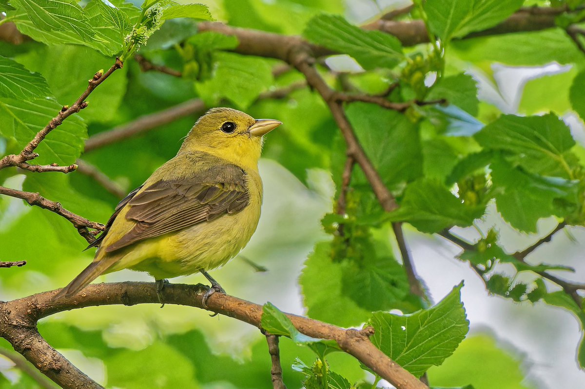 Female migrants in Central Park:Common Yellowthroat(Geothlypis trichas),Black-throated Blue Warbler(Setophaga caerulescens),Black-and-white Warbler (Mniotilta varia),and Scarlet Tanager (Piranga olivacea).Subtle but striking, they’re vital yet often overlooked. #birdcpp #Nikon