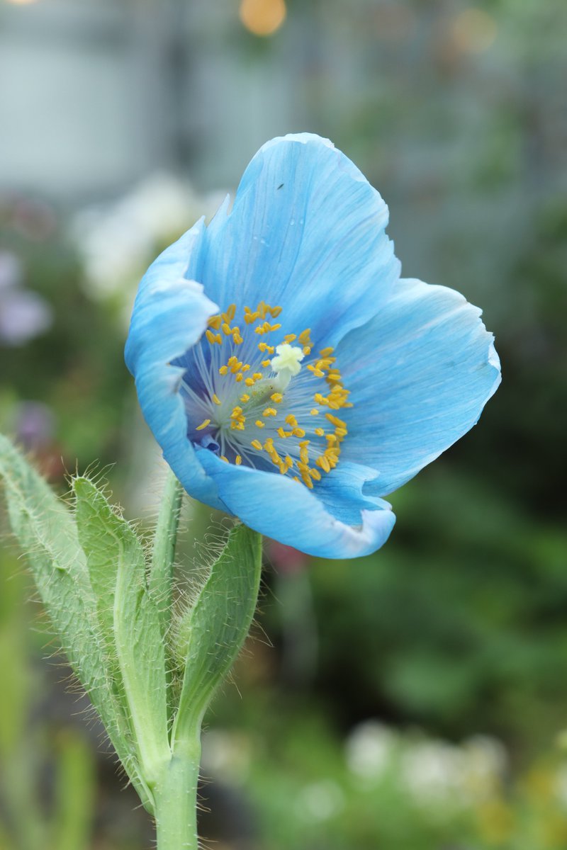 高山植物室 にて、秘境の花・ヒマラヤの青いケシの異名を持つ