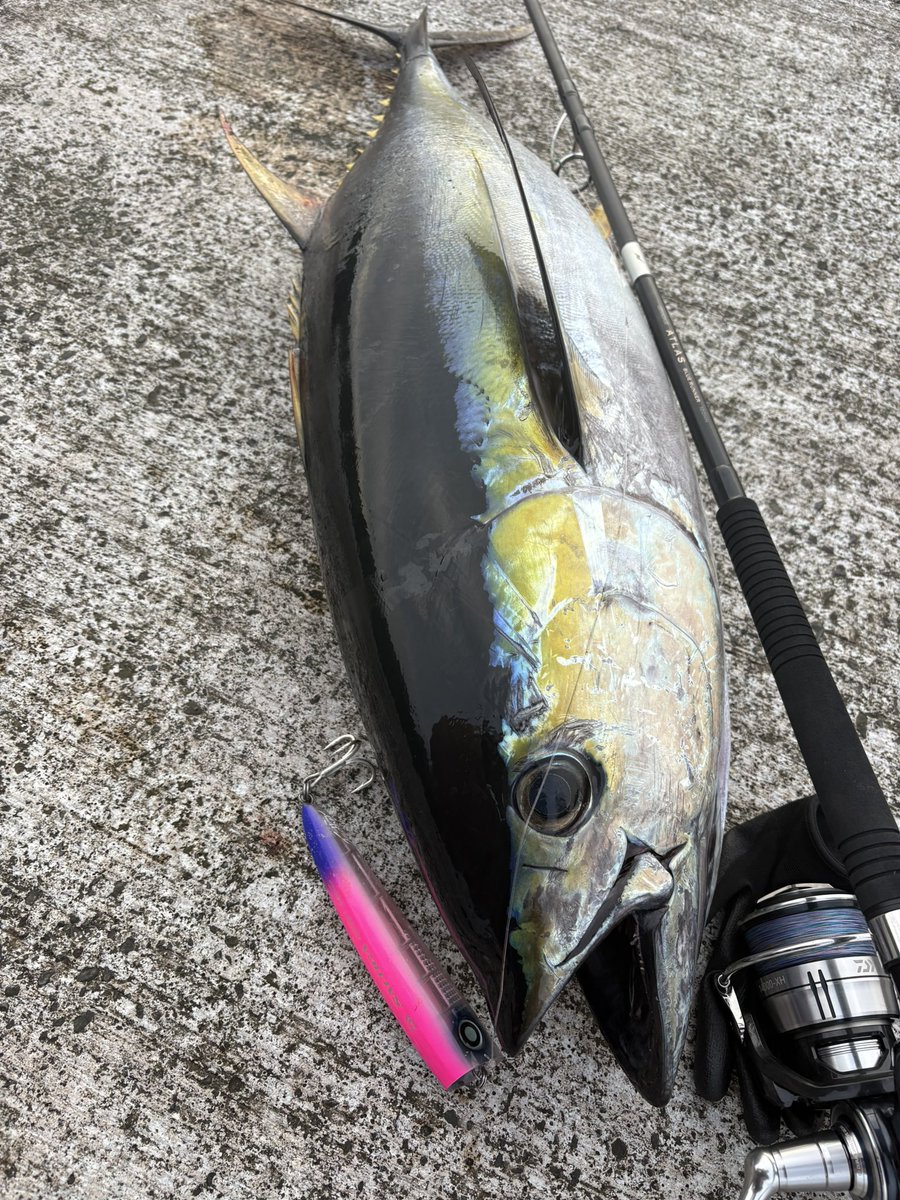 anglertamakeri's tweet photo. 伊豆七島遠征にて、釣りを始めた時にふわっと掲げたショアからマグロという夢を今回の遠征で叶えられました。

サポートしてくれた仲間にも島の方にも本当に感謝。
1人じゃ間違いなく取れなかった魚。
キメジだけど、念願の初物。
一生の思い出になりました。

最高！！

#キメジ https://t.co/DnWCY9vMnd