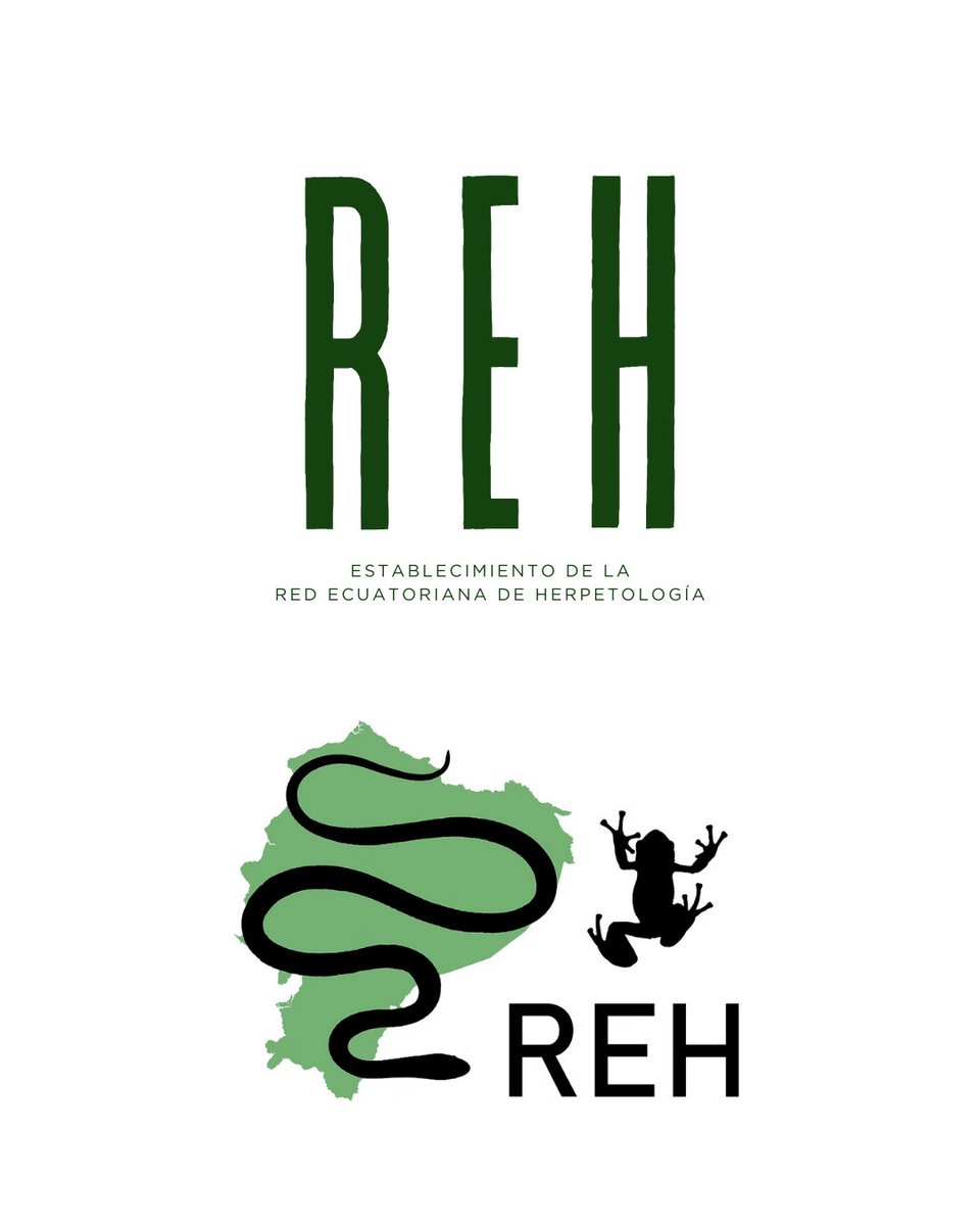 redherp_ec's tweet photo. 🐸 ¡La Red Ecuatoriana de Herpetología se formaliza! 🇪🇨
📢 ¡Sé parte del proceso!

Durante el I Congreso Ecuatoriano de Herpetología en Loja, se acordó avanzar hacia la formalización legal de la REH. Ahora, ¡tu participación es clave! 💪🏼 https://t.co/vZ97YPatKr