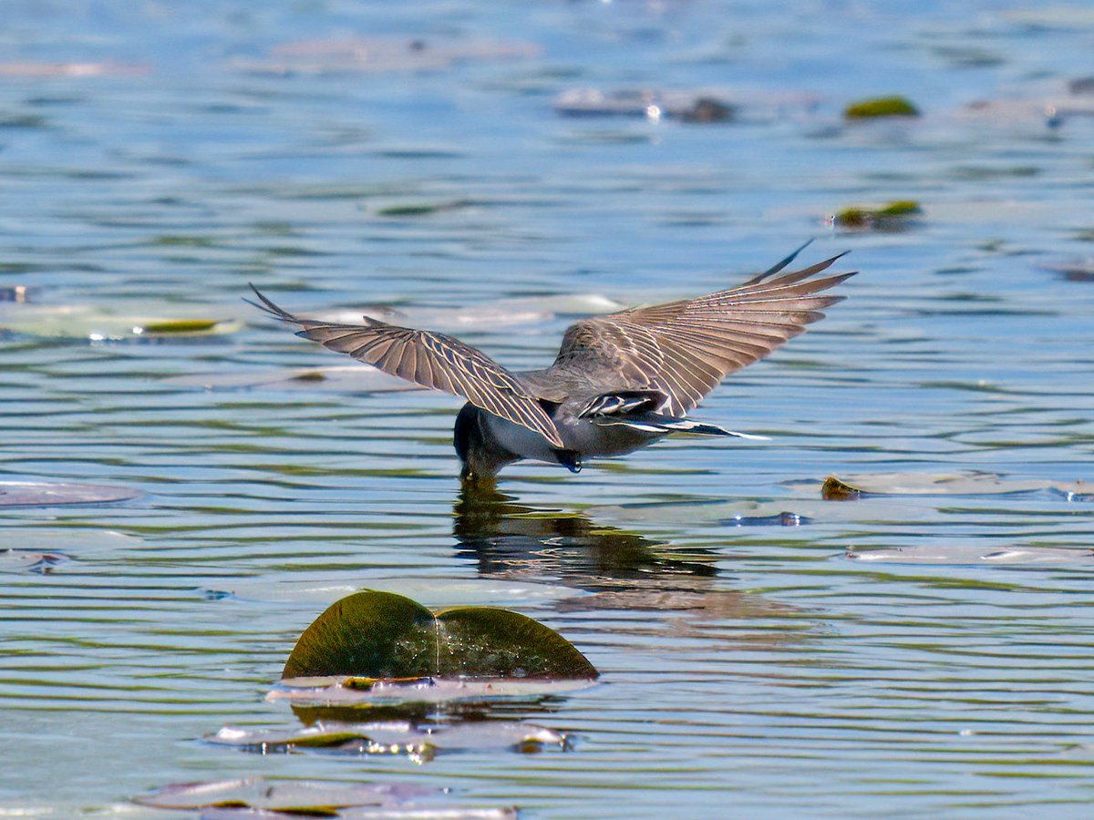 Eastern Kingbird dragging its bill across the surface of a pond. I've never seen such behavior. Anyone else ever see something like this? Have I overlooked this behavior?