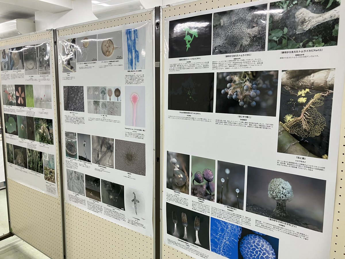 Takashirouzu's tweet photo. 菌類写真展です.
#菌学会 #msj69 https://t.co/yGUZbbO4oF