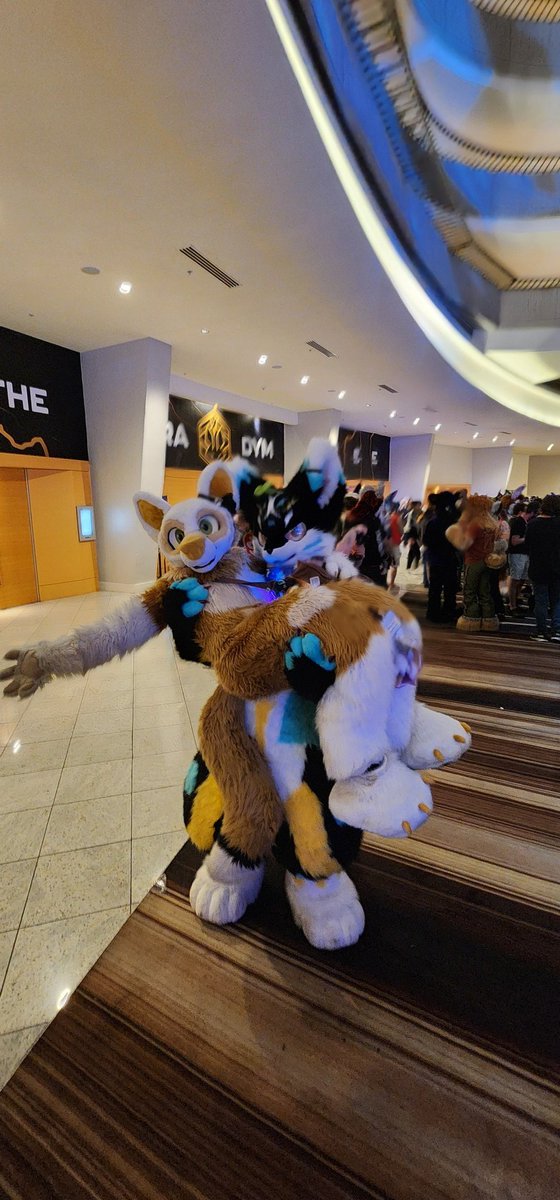 littlemiafox's tweet photo. Ran into @BluPointA with rare uppies 💙🐾
#fwa #FursuitFriday https://t.co/7pxrhrReCJ
