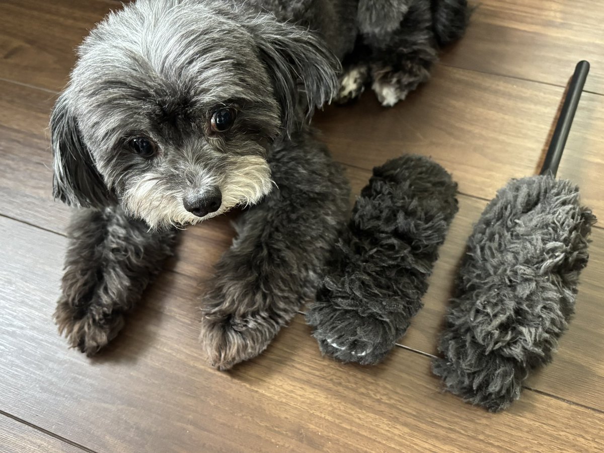 Tmakiko89's tweet photo. 大掃除中で犬の手も借りたいほど

#花王　#クイックルワイパーハンディ　#チワプー https://t.co/20b4va7eNz