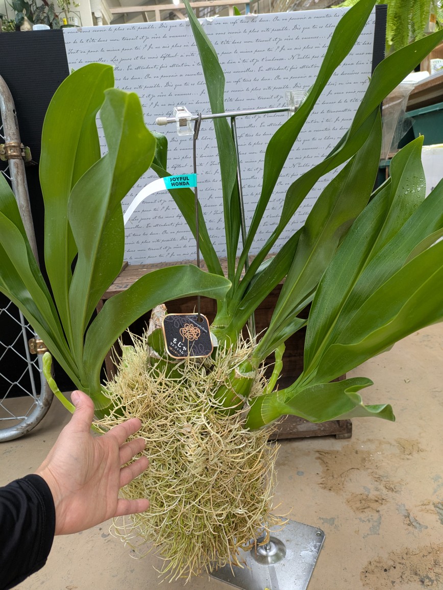 ガーデンセンター瑞穂店 】 もじゃもじゃ(*'ω'*)の根っこが面白い