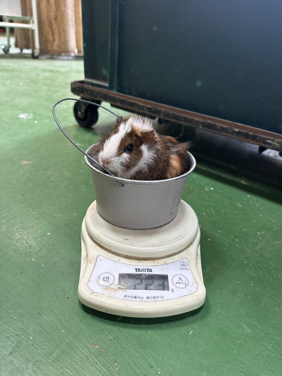 ngsbiopark's tweet photo. 新入りの体重測定をしました🔰

#ジュニア
#モルモット
#長崎バイオパークpaw https://t.co/oqyzWbINW9