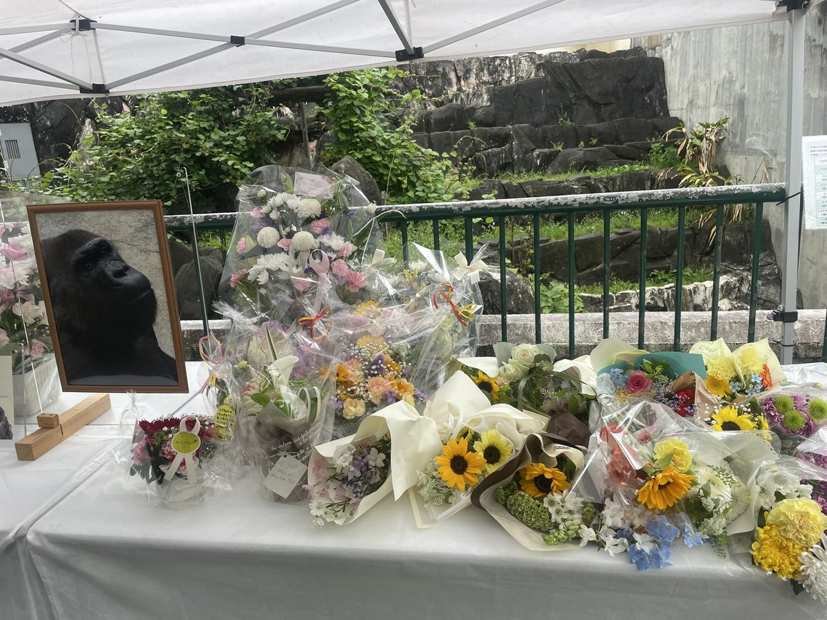 fukuchanyoga's tweet photo. 【居室の体重計】

ローラの居室にある体重計は、ずいぶん前から壊れていました。

結論として….
【モンタやサンタ達(チンパンジー)の居室(動線内)に体重計の設置をつとに願います🙇】

モンタの居室には、体重計がないか❓体重計が壊れているか❓で、ずっと体重管理は出来ていません😭

以前、園に問い合わせた際に、ゴリラ達の健康管理は体重計が壊れているので、かれらの健康は、『毛艶や見た感じや食欲』などで測っている、とのお答えでした。

最近までの動物科学館リニューアルで新たな体重計が設置されたとは聞いていません。

日頃から、ゴリラ達の体重管理が出来ていない中、ローラの全身麻酔時の麻酔量の判断にも疑問も湧きます。

京都のゲンキや上野のモモカも、健康管理時・抜歯や手術の際には、日頃の体重管理の元、麻酔量を決めていると聞いております。海外の動物園でも、日頃の体重管理の元、麻酔量を投与前の体重に加えて、微調整して投与します。

体力が弱っている際は、微調整といっても大変難しいようですが….経験側や他の動物園に経験値の考えにおいてヘルプを求めることなど。

無論、日本の動物園は行政が大きく関わっていることなので…獣医師さん達や飼育員さん達のせいではありません。身近でローラを見てきたからこそ、皆様が1番心を痛めていることと想像いたします。🙇

クラファンの権利で、類人猿舎内などを拝見しましたが、ゴリラ・チンパンジー達の居室に繋がる通路や現在使っていない居室もあります。何か体重計設置の為の、工夫は出来るのではないでしょうか。

新・ゴリラ舎は、新しく千葉に入ってくるゴリラ達が住む所であって、モンタは移動しないのではないでしょうか❓しないから現・放飼場に草木を新たに植えたりクラファンをして購入したのではないでしょうか。

仮に、モンタも新・ゴリラ舎に移動する場合でも、現居室の動線内に体重計の設置の創意工夫は必要かと思います。サンタ達のためにも…

『出来ない』のではなく、『出来るように思案し・実現させる』ことも、難しいとは思いますが、動物に関わる仕事をしている方々の責務なのではないかと思っています。

昔は体重計なんて動物の管理には、必要ないと思われていた時代からの建物ですから、今働いていらっしゃる方々のせいでは全くありません。🙇

どうぞ宜しくお願いします🙇今後も引き続き千葉市動物公園を応援しています🙇

20250517

#ゴリラ　#ローラ　#モンタ　#千葉市動物公園