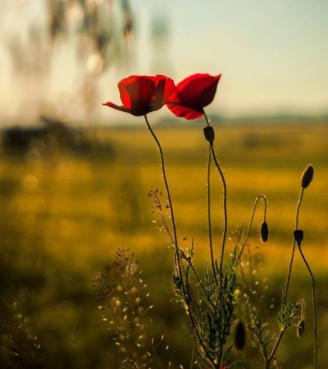 Dün geride kaldı 
Bugün yeni başlıyor
Yolunuz sevgiye
Güzel olan ne varsa denk gelsin
#günaydin