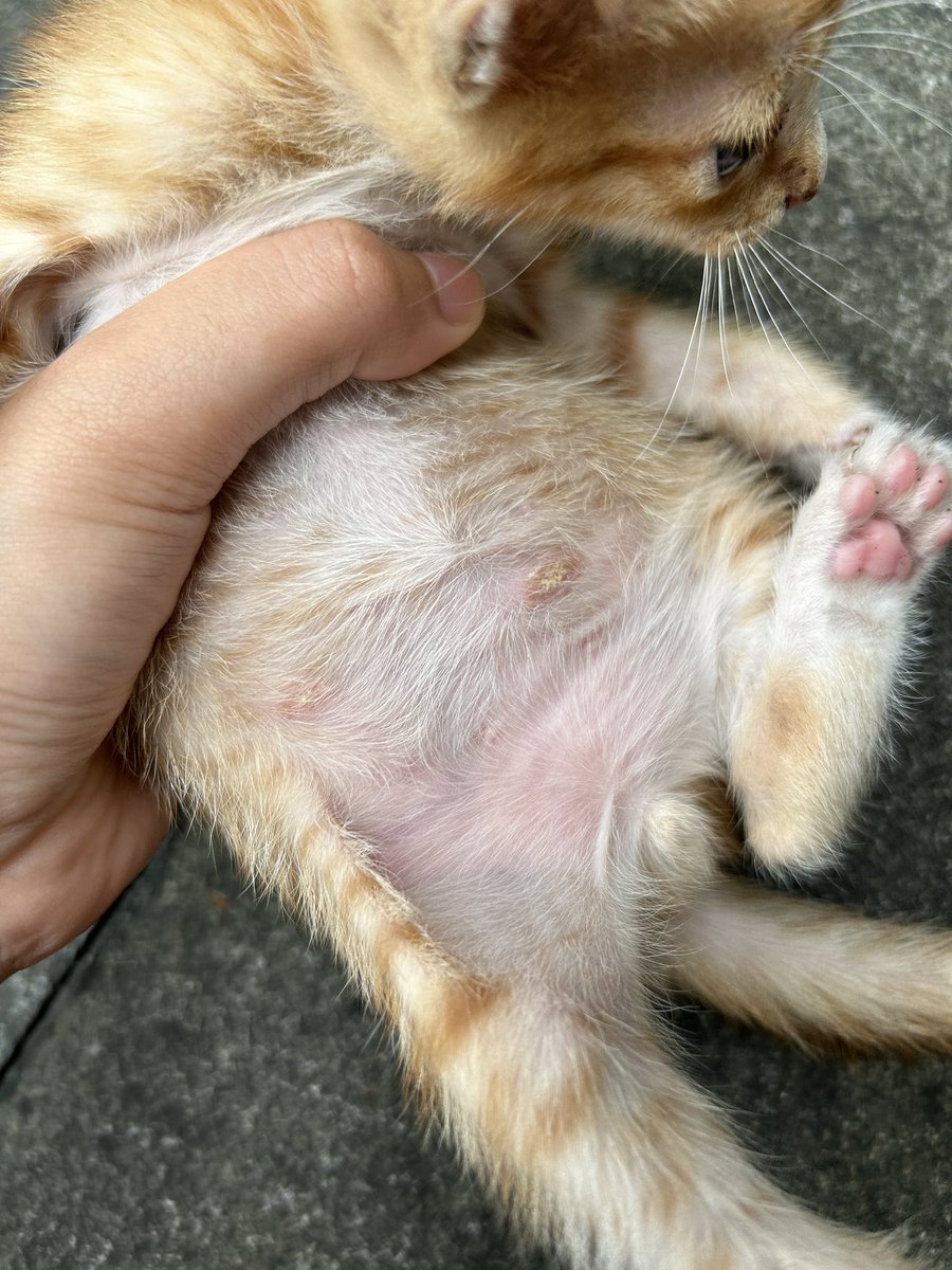 flawtiebow's tweet photo. haloo mau nanya ini jamur kah? kalo iya obatnya apa yaa? kemarin masih kecil sekarang udah agak menyebar gitu huhu https://t.co/y1kknX3Emy