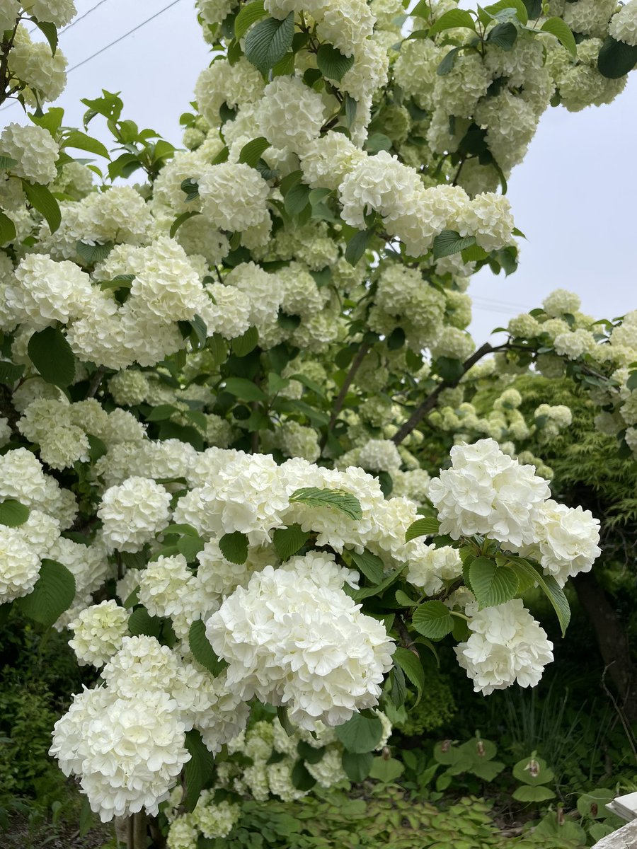 ucchan_cocco's tweet photo. うっちゃんのお花は桜から大手毬になりました
うっちゃんみたいにふわふわぽんぽん https://t.co/M1Fw7kySch