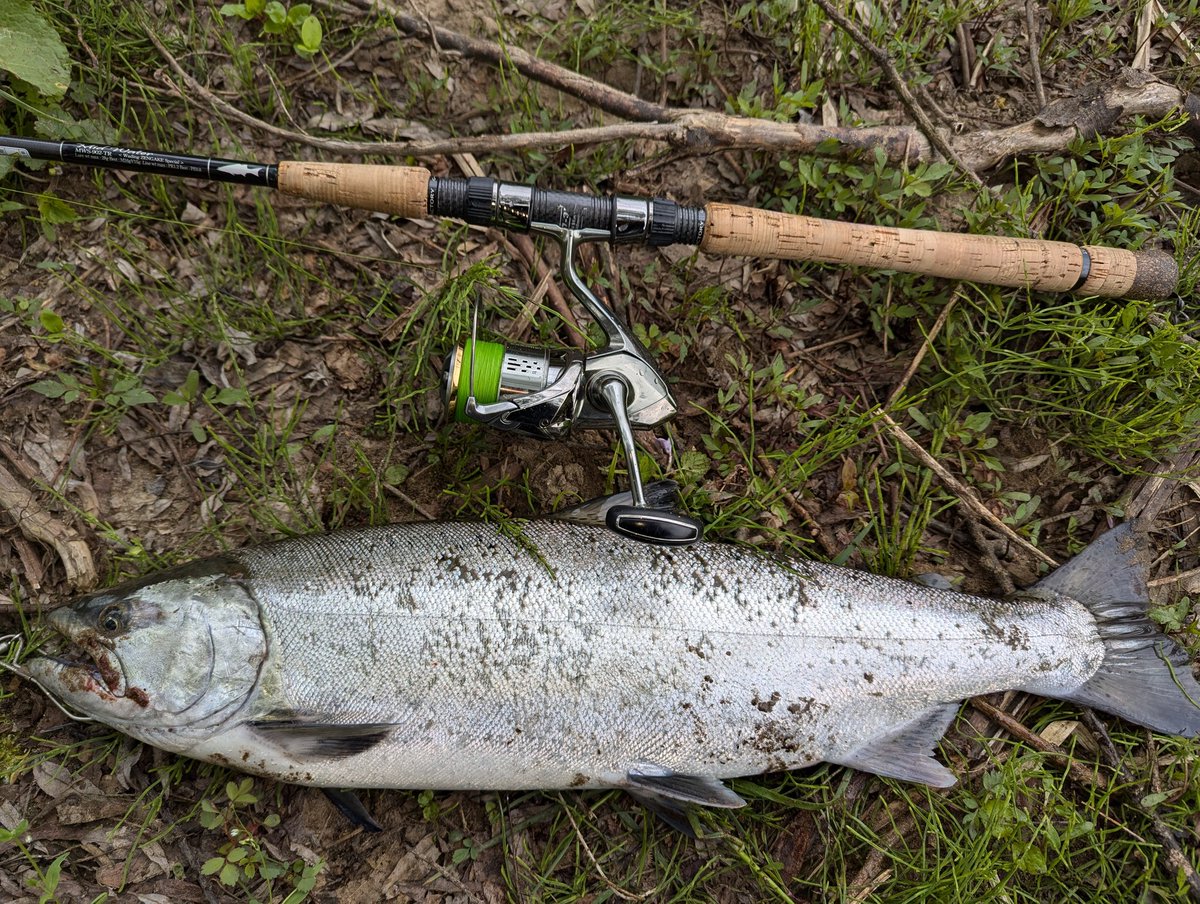 今シーズン4本目は阿仁川で頂きました😄
#阿仁川
#サクラマス
#ありがとう