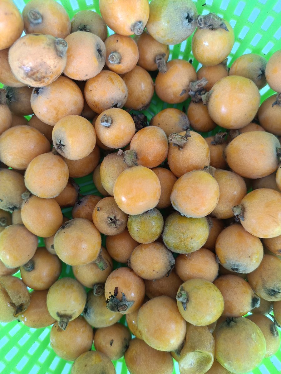 keyhow51995's tweet photo. loquat https://t.co/f7mWe15I2z