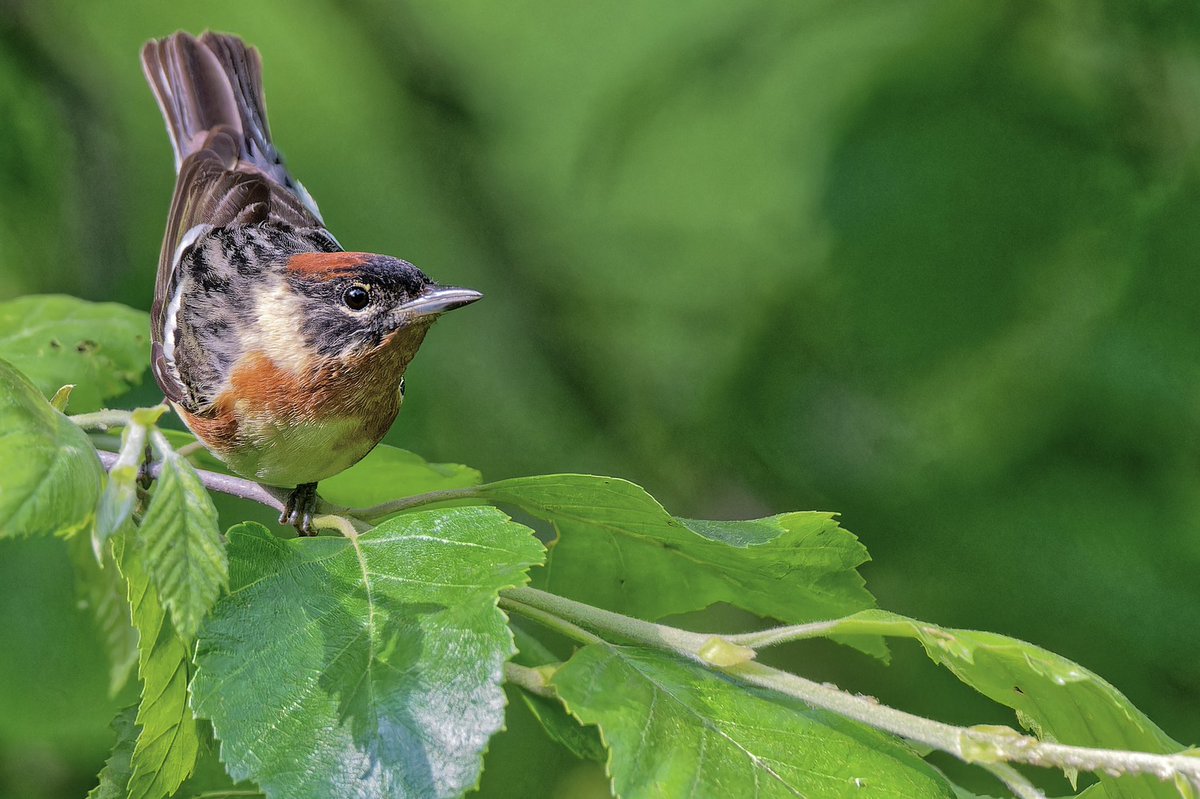 More of this evening’s (16may25) bay breasted warbler (Setophaga castanea) by the pool in Central Park. #birdcpp #birdnerd #nikonphotography