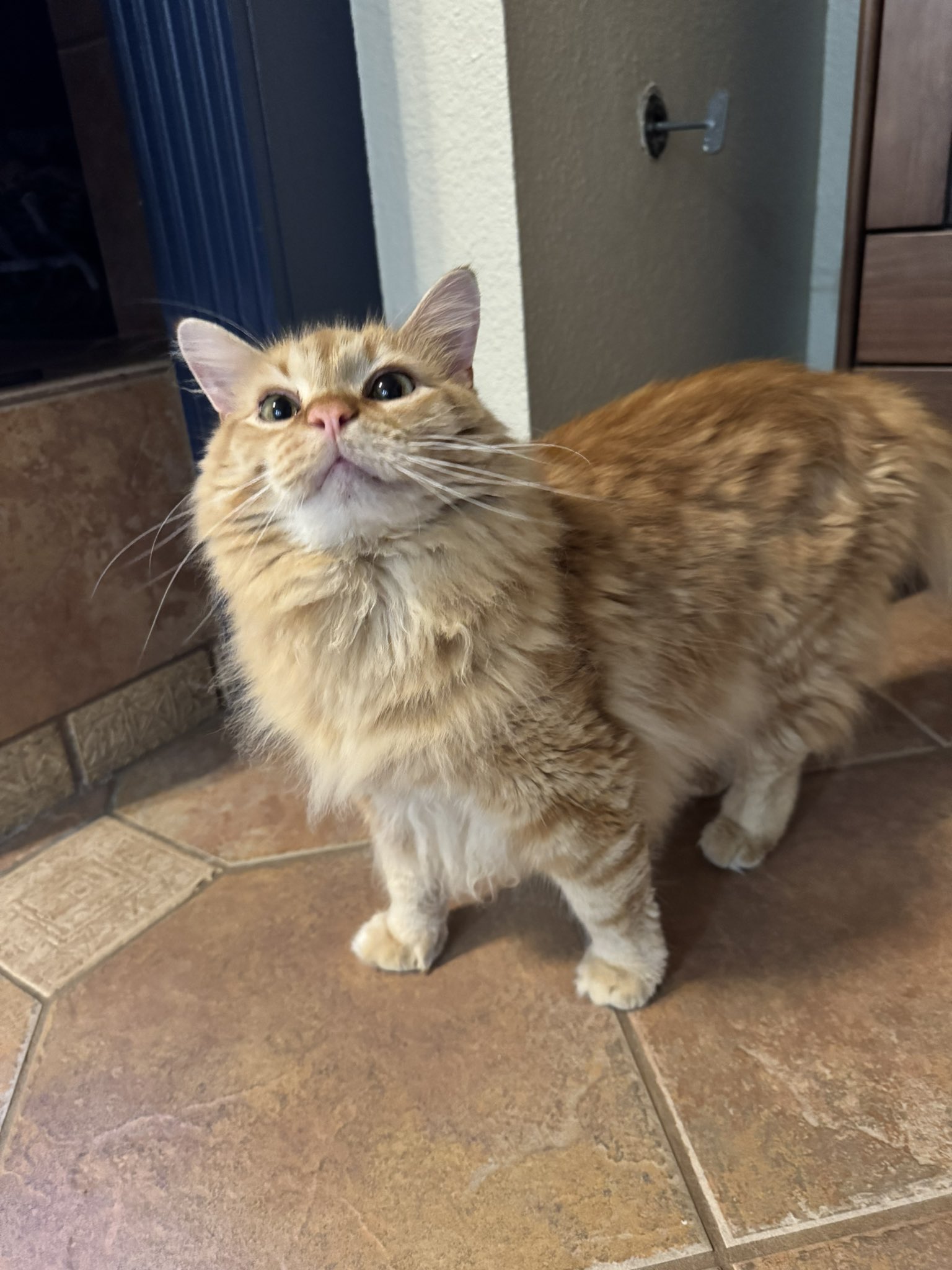 Posting a pic of Nori for every win (@NoritheCat17) / X