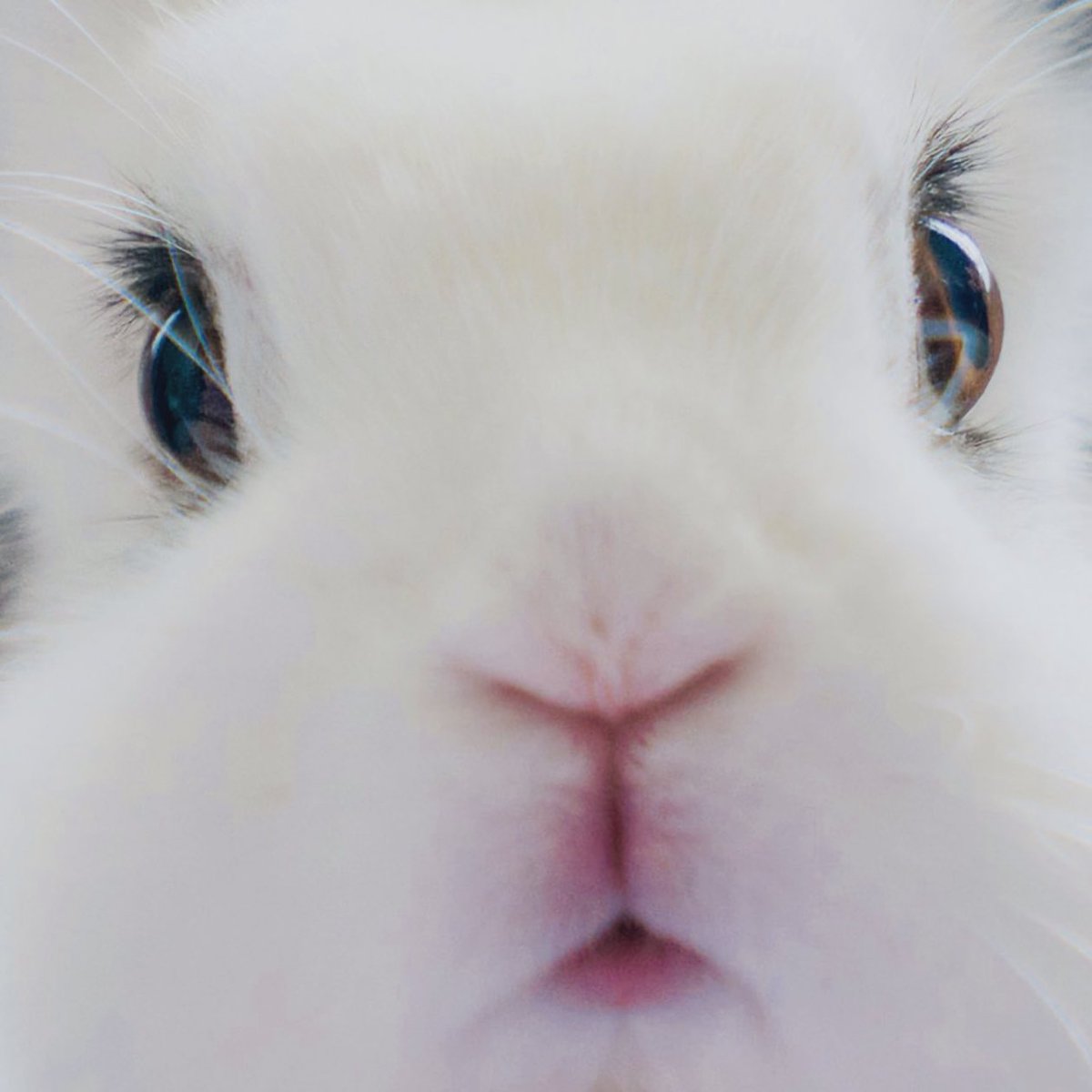 lapuchobimama's tweet image. #TLを動物のどアップでいっぱいにしたい
