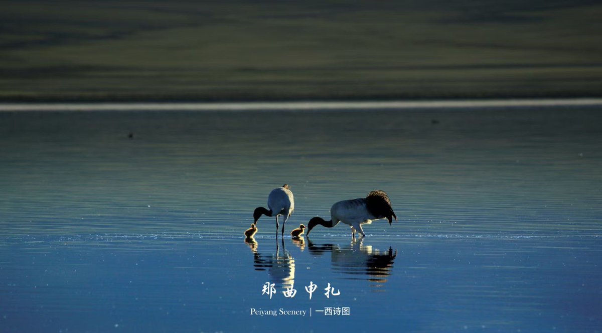 Ш. цогтой (@cogtoj) on Twitter photo 