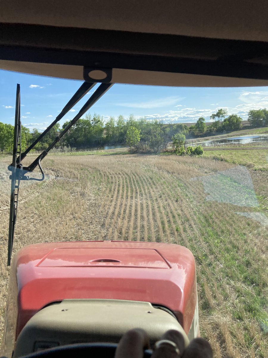 Seeding canola for the Viking Lions club today.