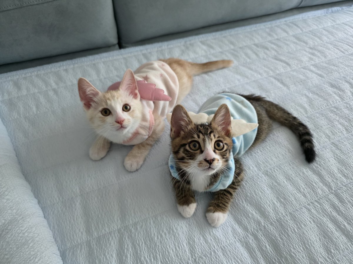 솔직히 미쳤다…… 그쵸🫠