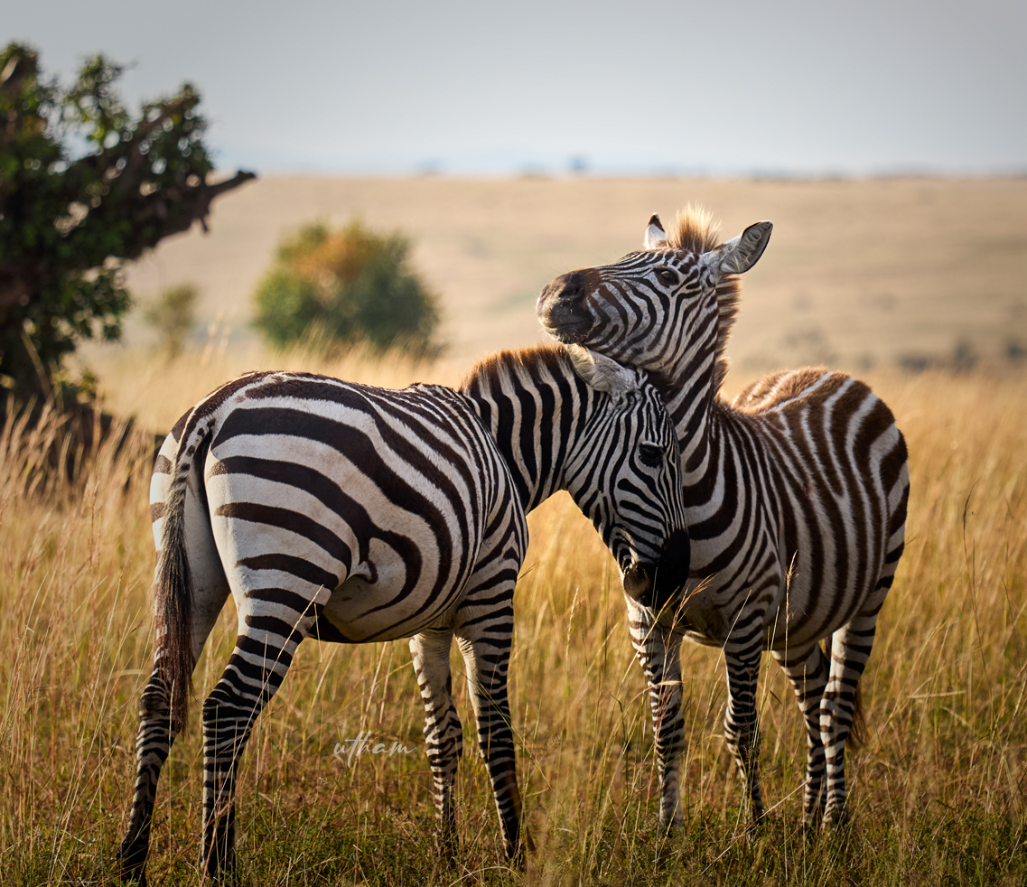 uthamz's tweet photo. A Pilgrim's Postcards - 

Masai Mara , Kenya. 
#travel, #wildlife,#africa,#kenya,#masaimara, #zebra https://t.co/MuBGNPZHUK