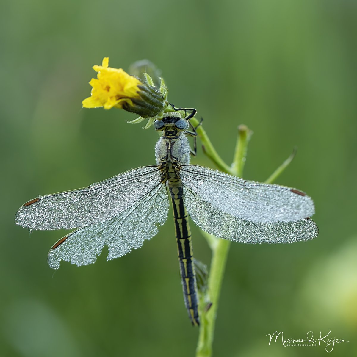 #goedemorgen het was weer een schitterende mistige zonsopkomst hier in Gellicum en ook mooi voor macro foto's  ( wie van de vier kies je )