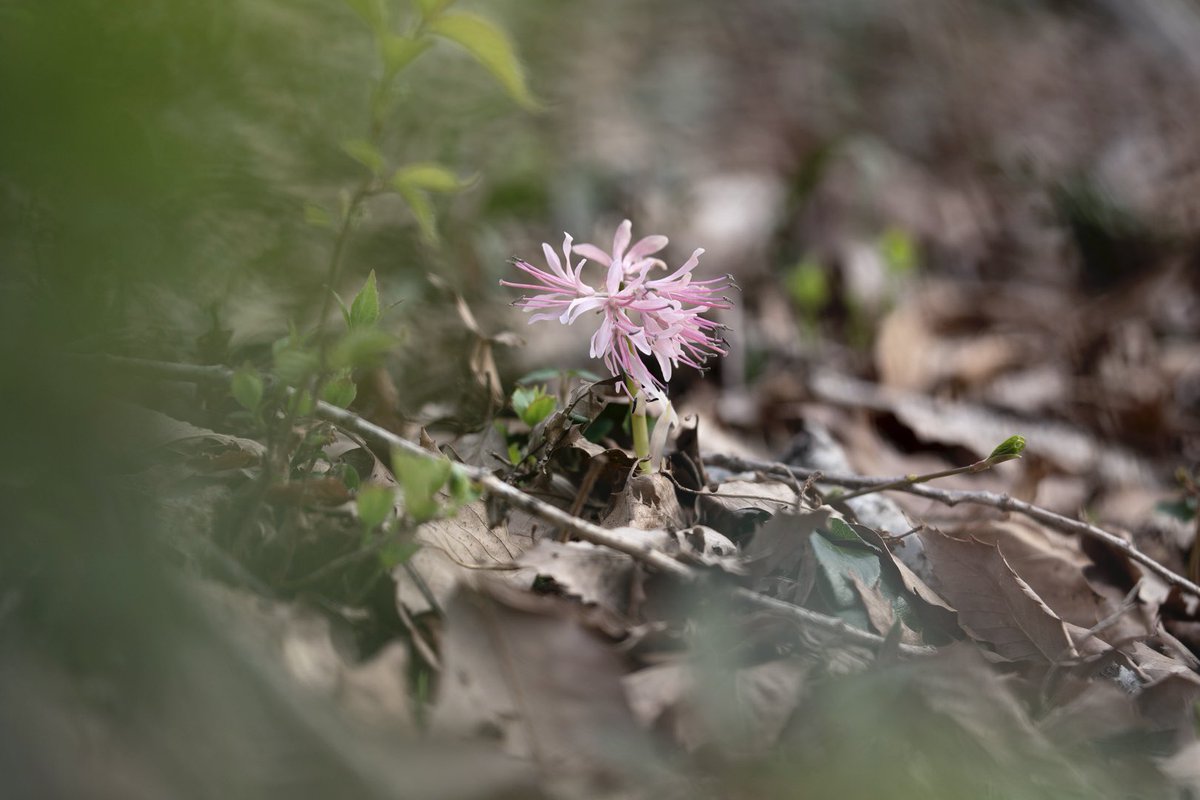 The flowers of the heloniopsis orientalis bloom in different colors depending on the individual plant, the altitude, and the environment in which it lives. I felt her determination as she stretched her stem out from among the leaves.