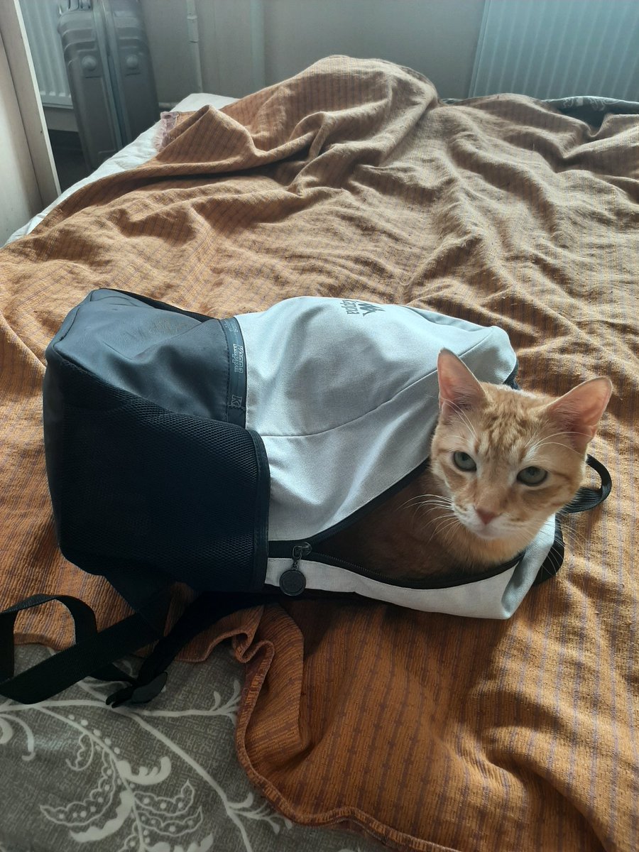 Кот просил передать, что любые прогулки теперь только с ним