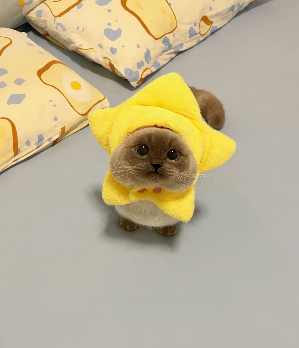 癒しの動物 tweet media